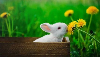 BLG发布对阵JDG/IG赛事Vlog：胜决，我们来了！